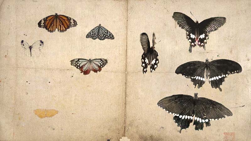 KOSEMURA Mami 小瀬村真美 “Butterfly” 2008:2018, movie, 10 min, silent, frame 20 x 40 cm, edition work