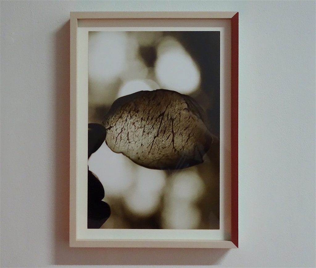 磯谷博史 ISOYA Hirofumi 「肉と光」”Flesh Light” 2018. Pigment print, painted frame, edition work