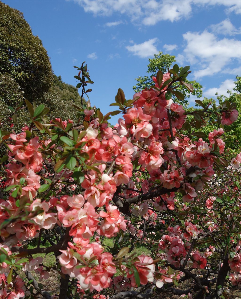 Beautiful Cherry Blossoms Shinjuku Gyoen National Garden
