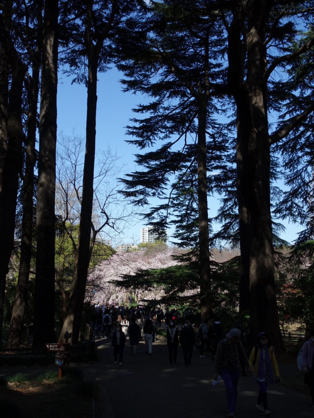 Tokyo Shinjuku Gyoen 東京新宿御苑 桜の季節