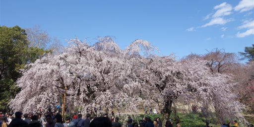 旧皇室庭園、東京新宿御苑で美しい桜の季節が始まりました