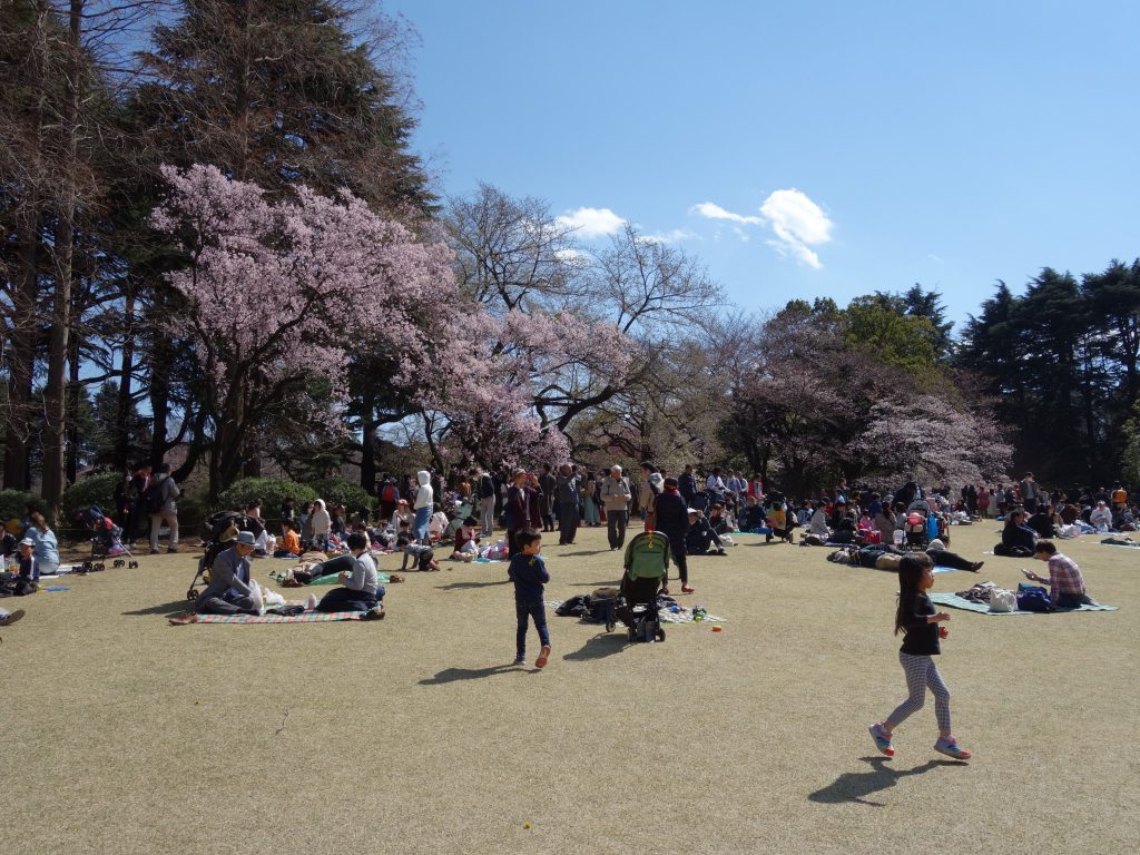 東京新宿御苑 桜の季節 Tokyo Shinjuku Gyoen