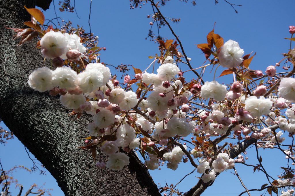 桜の季節 東京