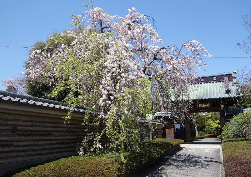 桜の季節 東京1