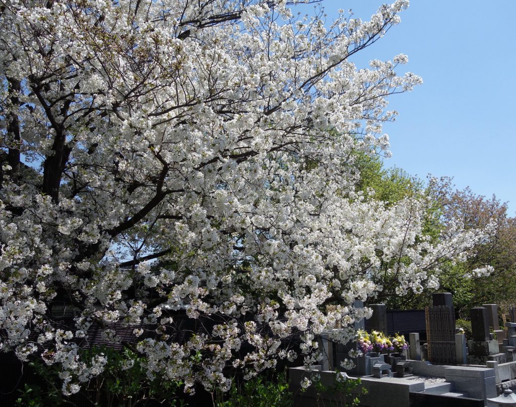 桜の季節 東京2