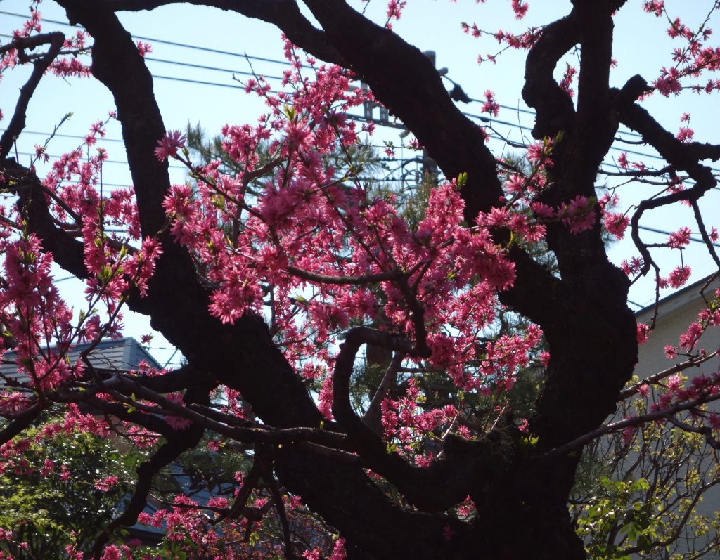 桜の季節 東京4