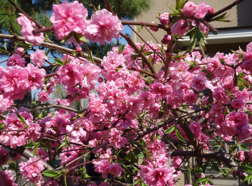 桜の季節 東京5