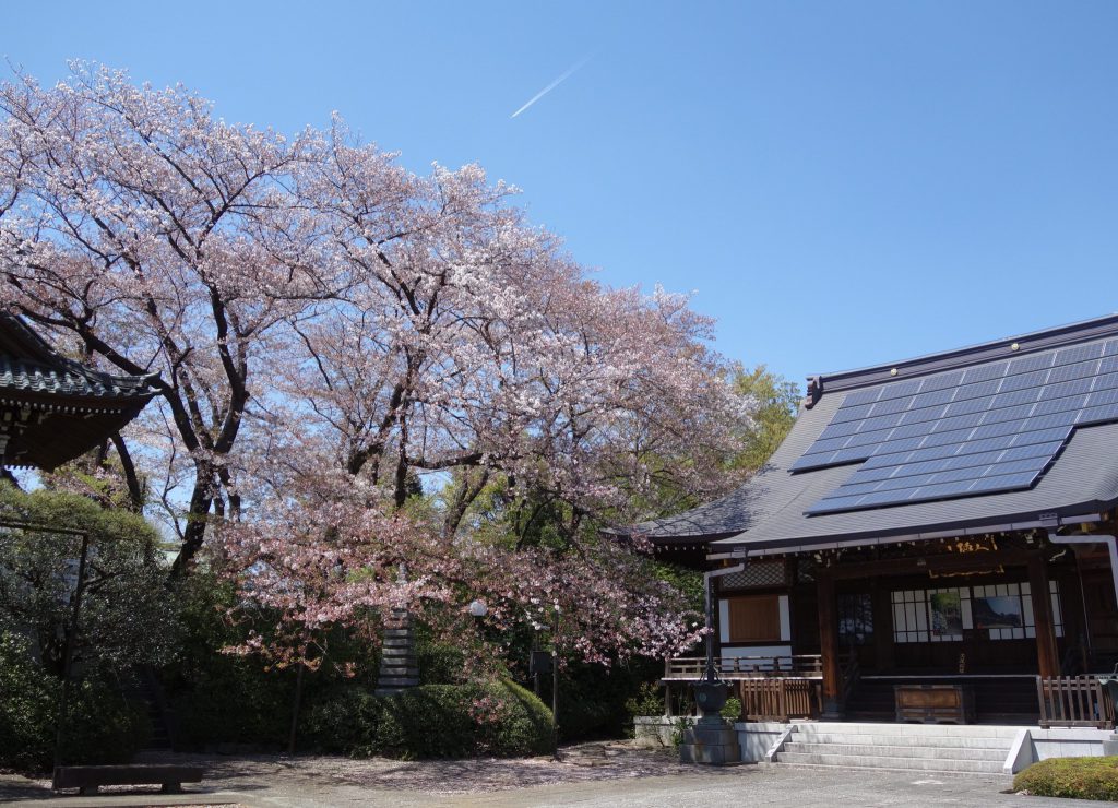 桜の季節 東京6