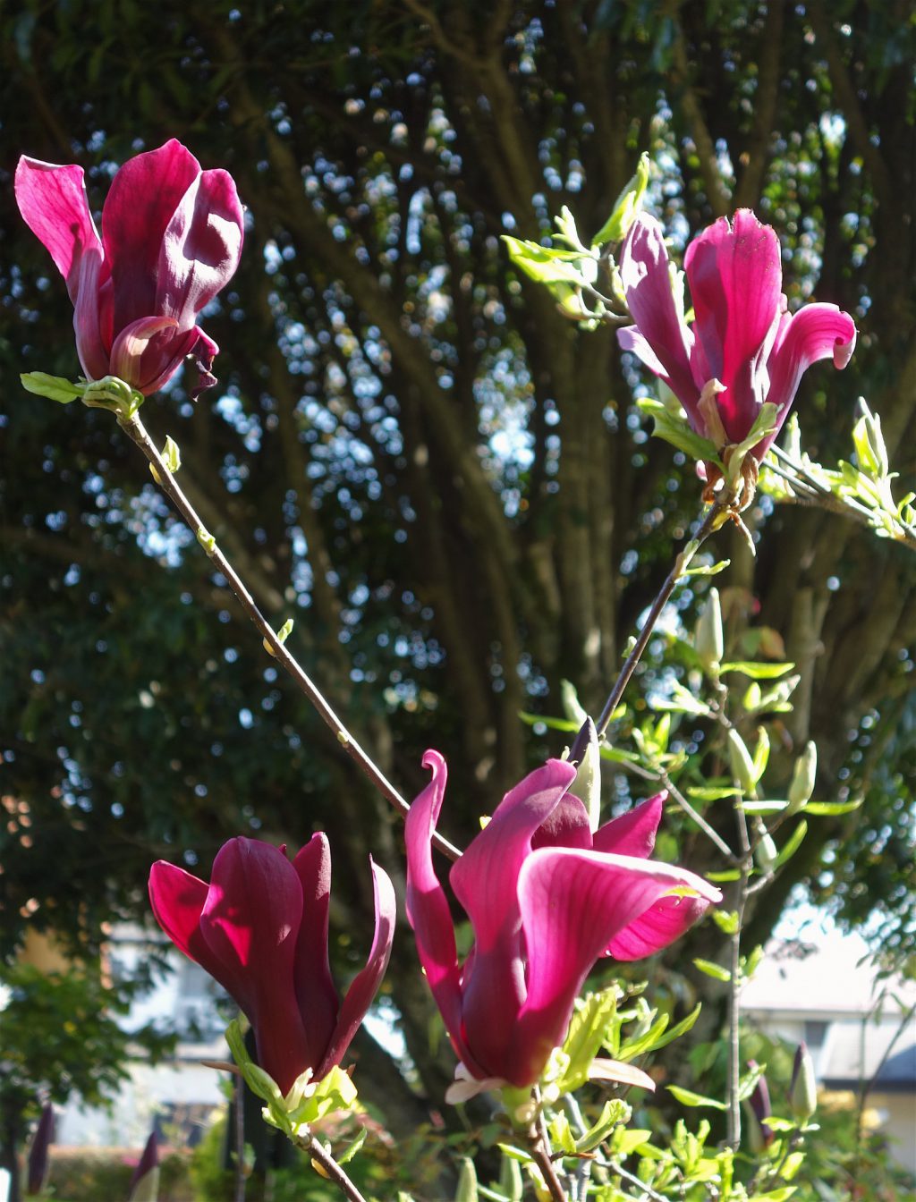 桜の季節 東京9