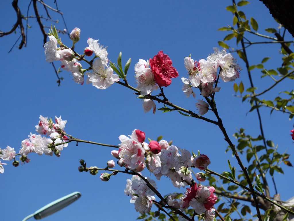 桜季節1