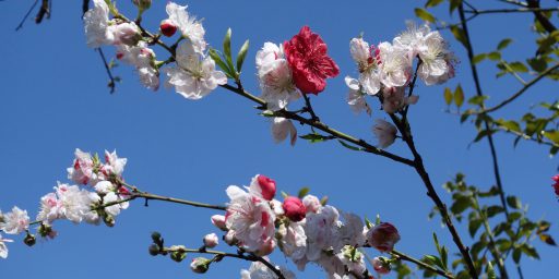 、、、心にしみる壮麗な桜