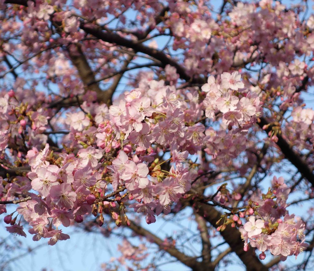 カワヅザクラ 2月 Kawazu cherry tree
