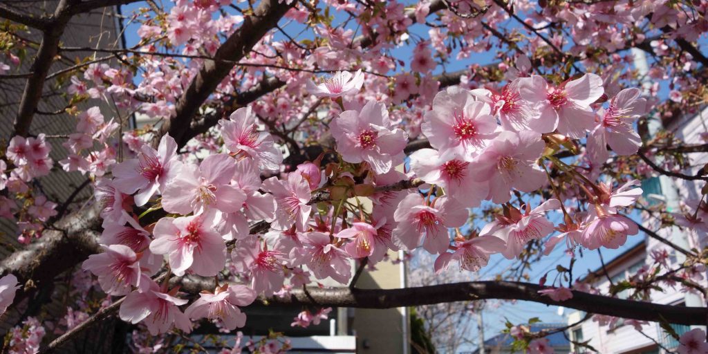 カワヅザクラ Kawazu cherry tree