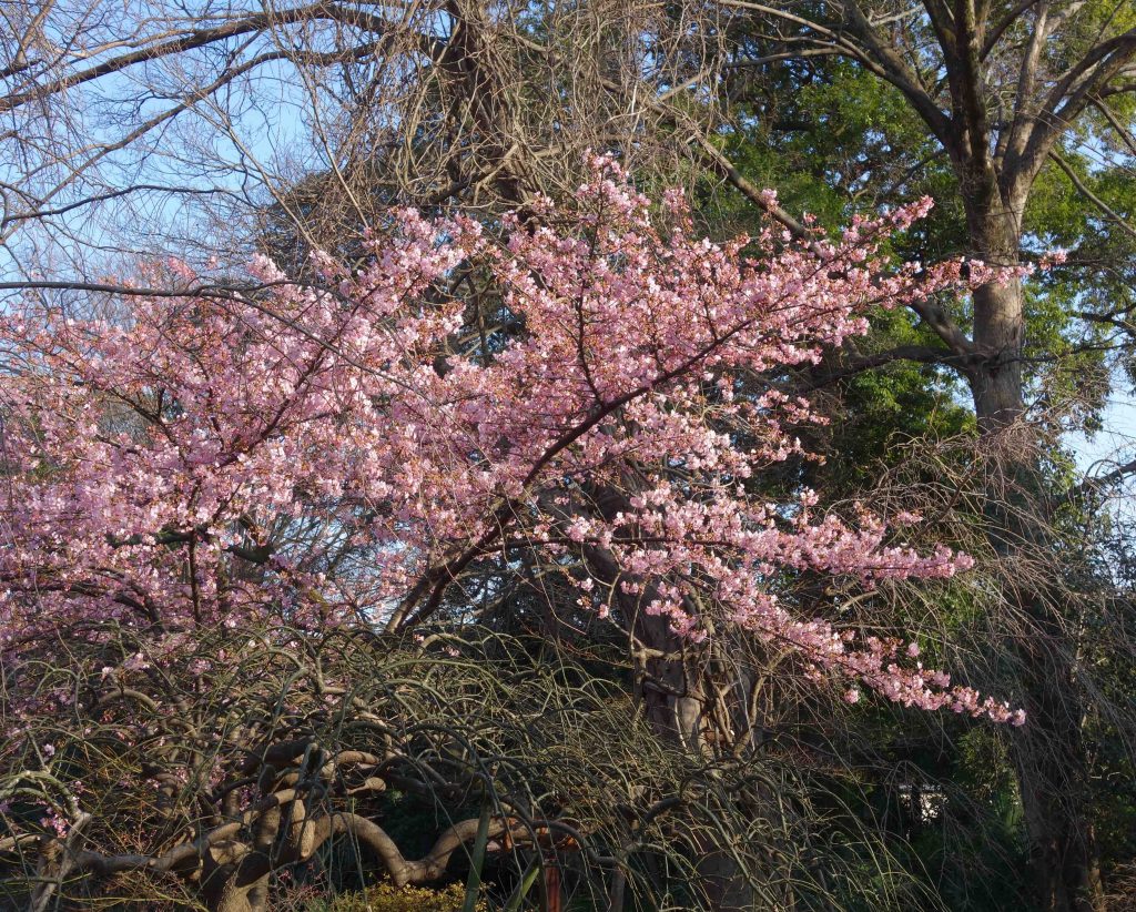 カワヅザクラ Kawazu cherry tree 2月