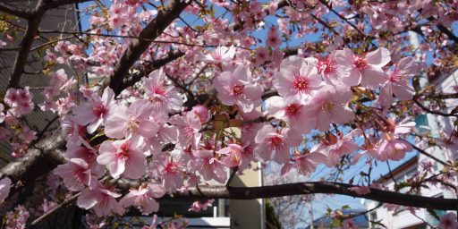 私のジャポニスム　、、、心にしみる壮麗な桜
