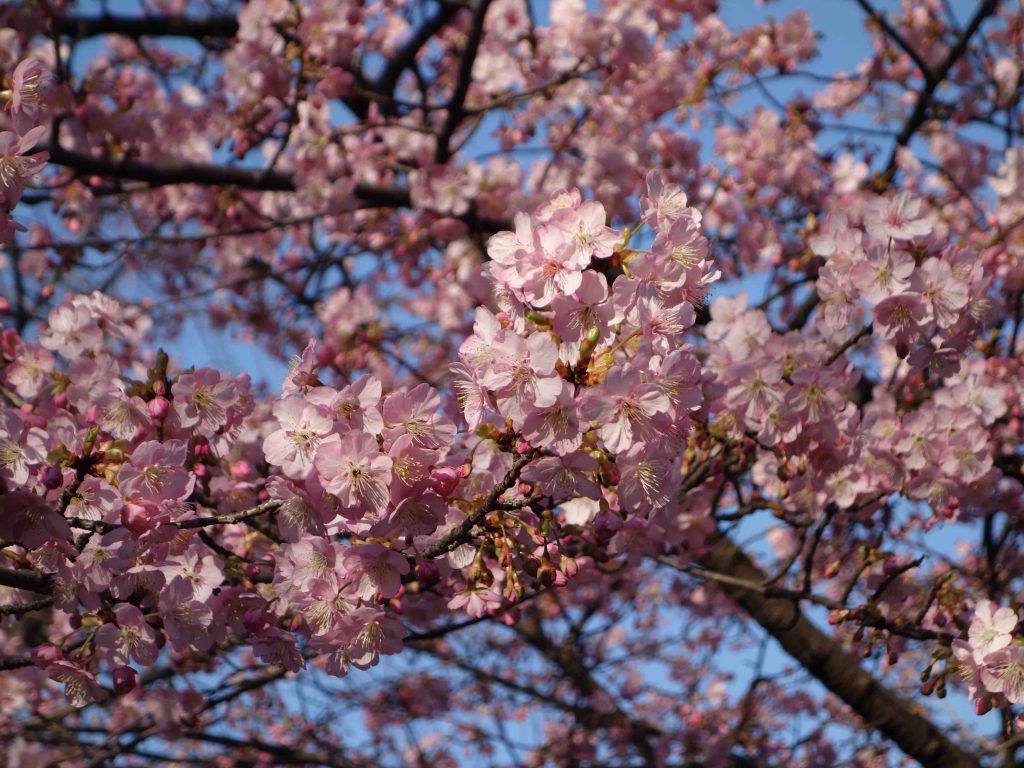 カワヅザクラ Kawazu cherry tree, February