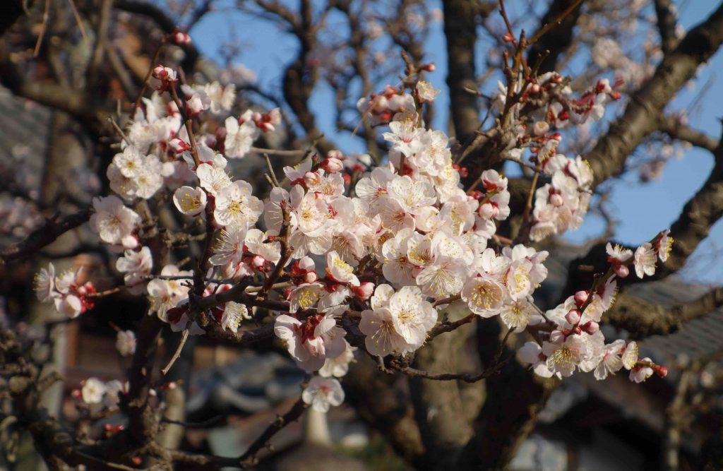 カワヅザクラ Kawazu cherry tree Tokyo