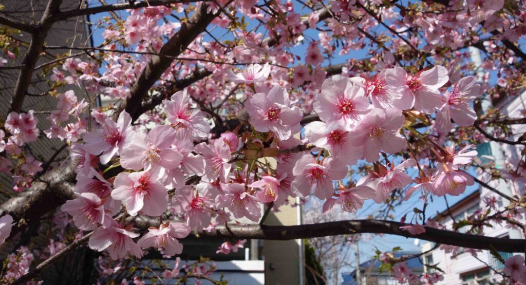 カワヅザクラ Kawazu cherry tree