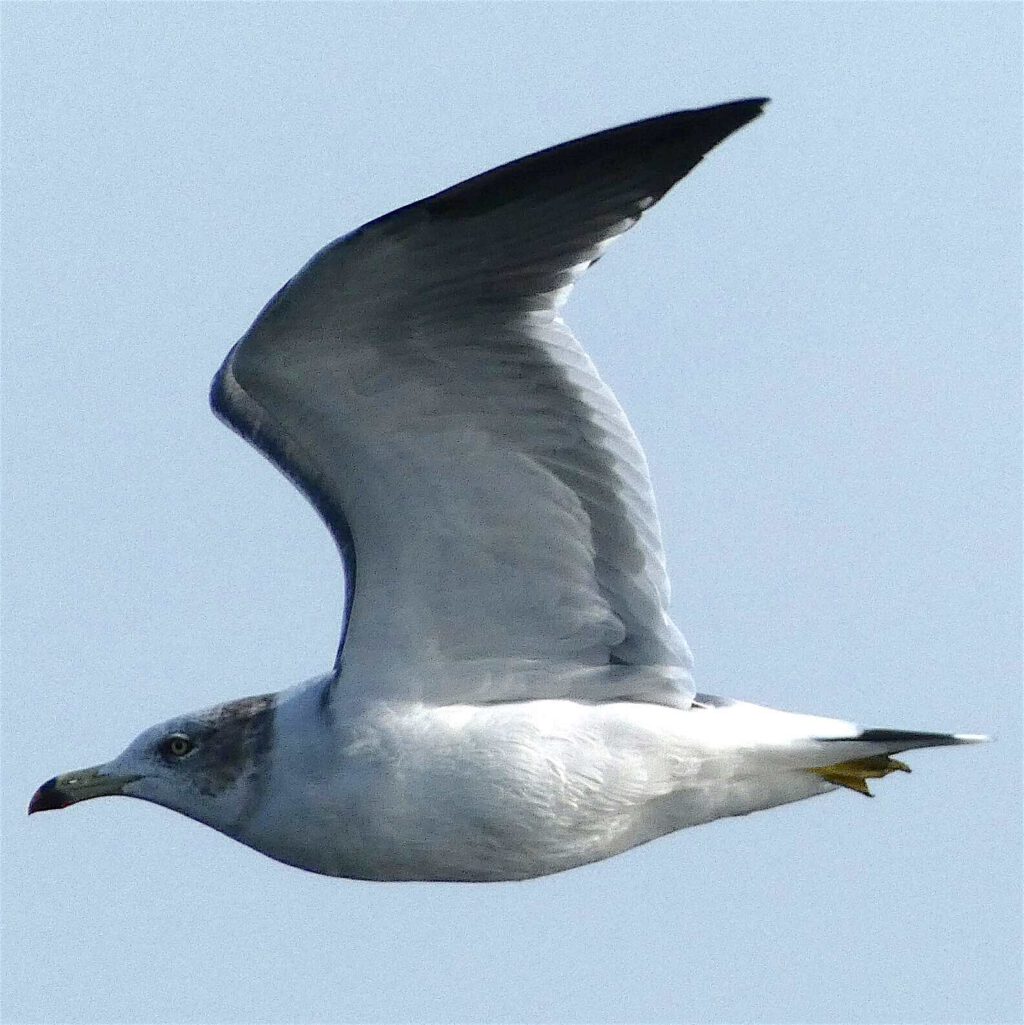 Beautiful seagulls with Jiří Kovanda