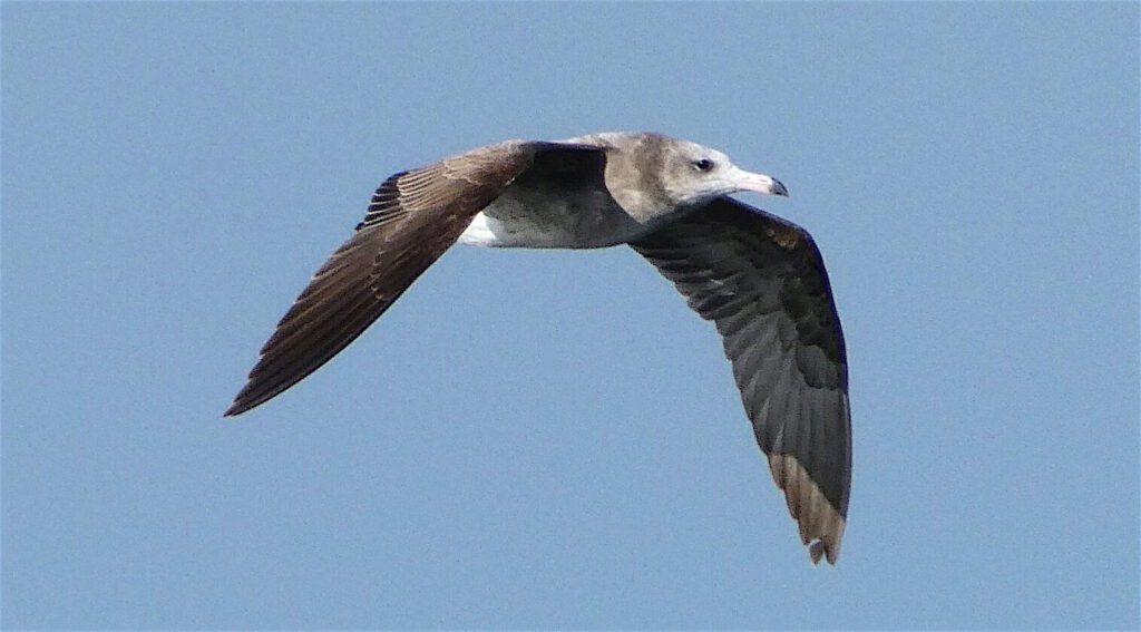 Beautiful seagulls with Jiří Kovanda