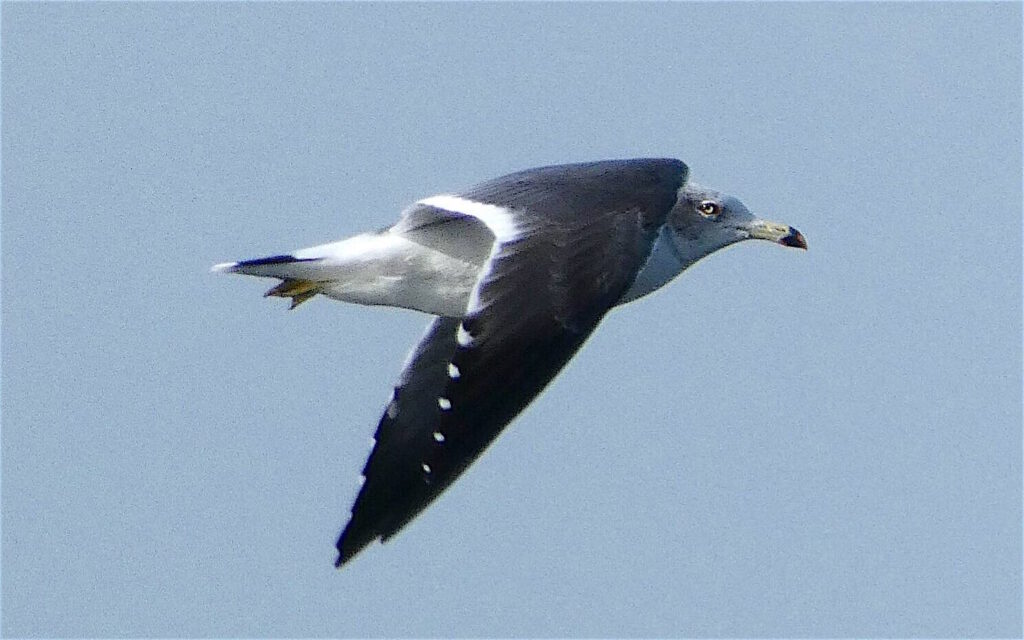 Beautiful seagulls with artist Jiří Kovanda