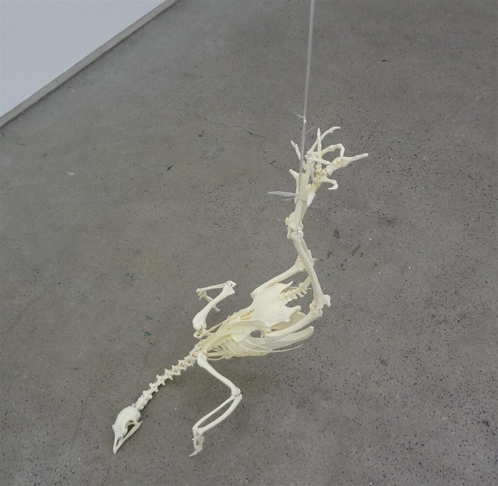 Danh Vo “Wishbone” 2014, Cock skeleton, 300 Grams @ TAKE NINAGAWA 2014