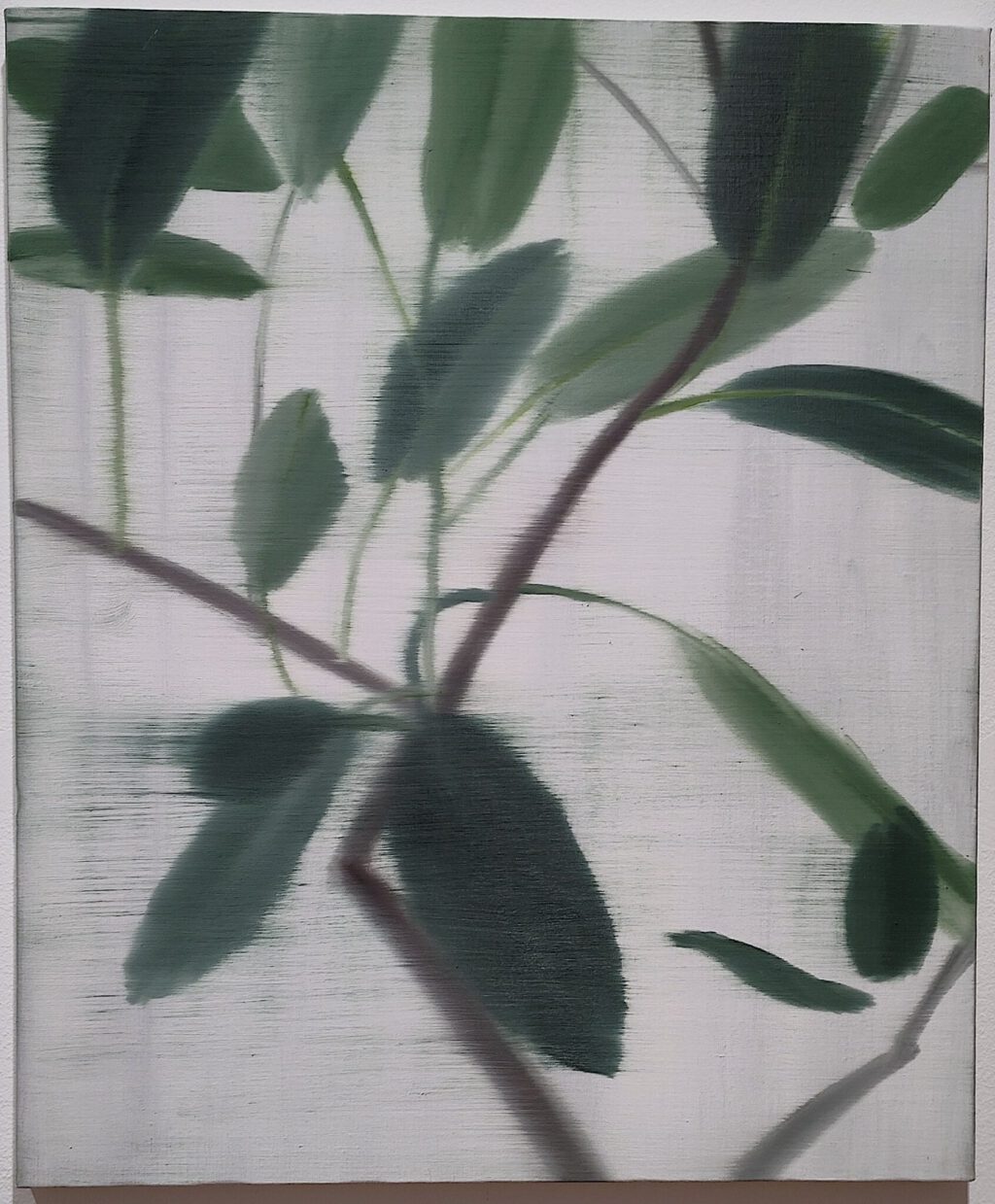 西村有 NISHIMURA Yu “Rubber Tree” 2024, Oil on canvas, 72.7 x 60.5 cm