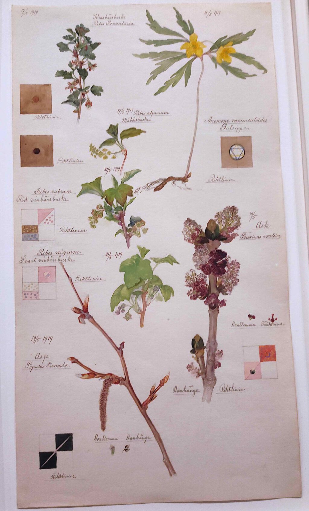 ヒルマ・アフ・クリント Hilma af Klint “What Stands Behind the Flowers”