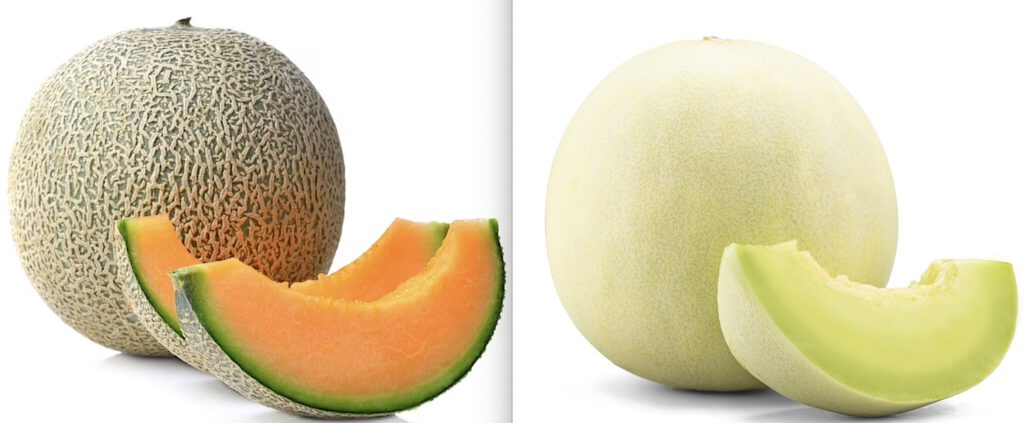 Cantaloupe カンタロープメロン left Honeydew ハネデューメロン